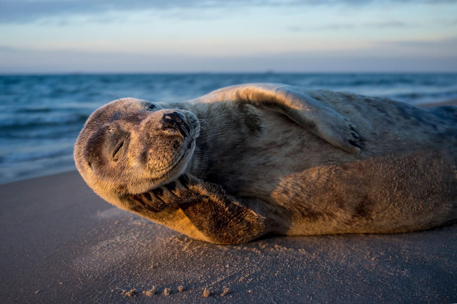 Title Foca